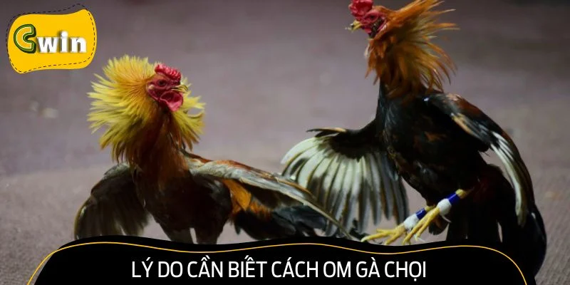 Lý do cần hiểu cách om gà chọi