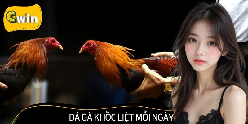 Tại sảnh cược này, bạn có thể quan sát từng pha đá qua video HD sắc nét