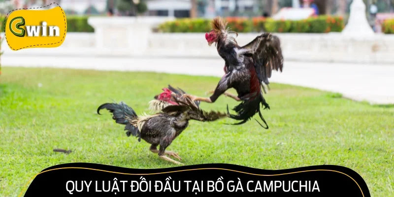 Phân tích quy luật đối đầu tại bồ gà Campuchia