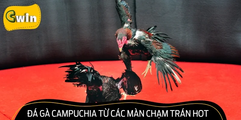 Đá gà Campuchia từ các màn chạm trán hot