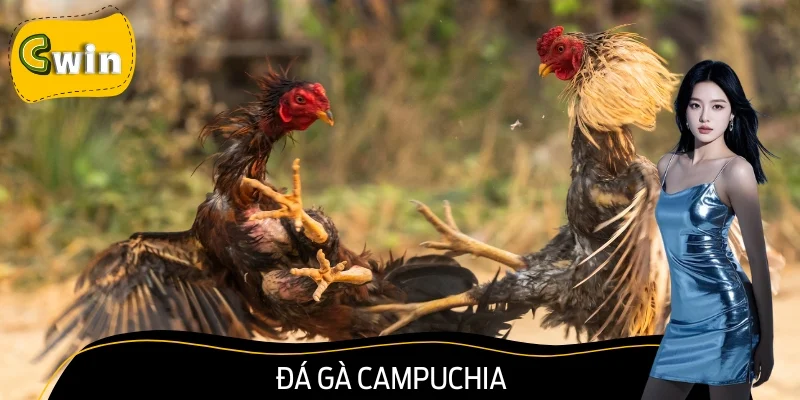 Đá Gà Campuchia – Sân Chơi Máu Lửa Không Thể Bỏ Lỡ 2025