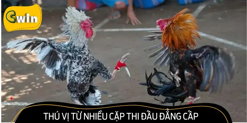 Phân định thắng bại đá gà cựa dao dễ hiểu