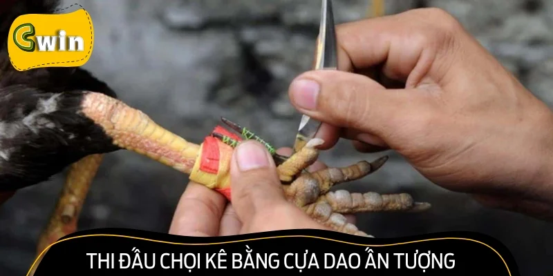Hình thức thi đấu chọi kê bằng cựa dao ấn tượng