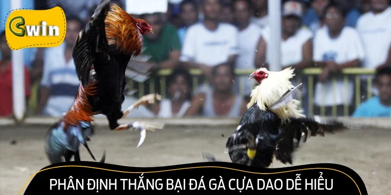 Phân định thắng bại đá gà cựa dao dễ hiểu