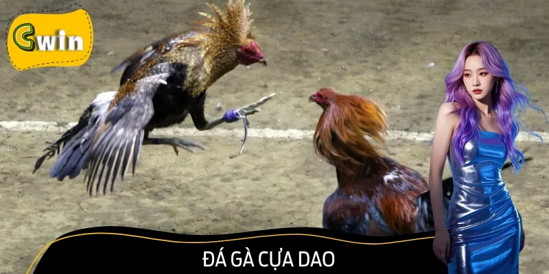 Đá Gà Cựa Dao: Đối Đầu Sinh Tử Từ Các Hùng Kê Danh Tiếng
