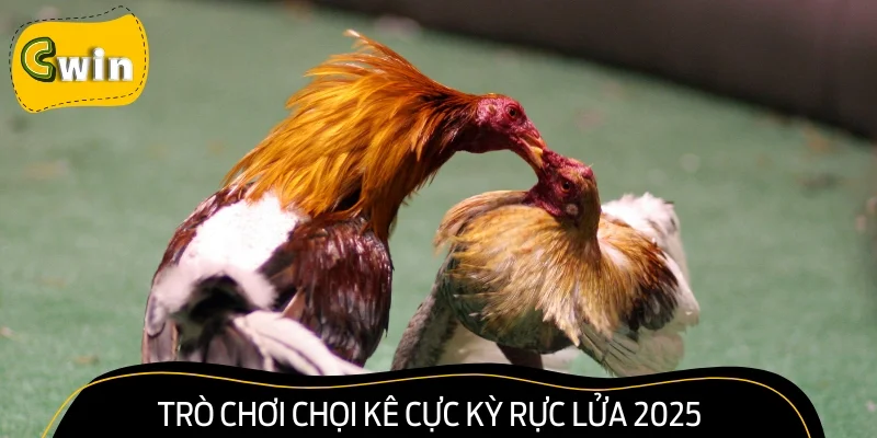 Trò chơi chọi kê cực kỳ rực lửa 2025