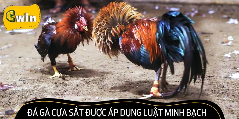 Đá gà cựa sắt được áp dụng luật minh bạch