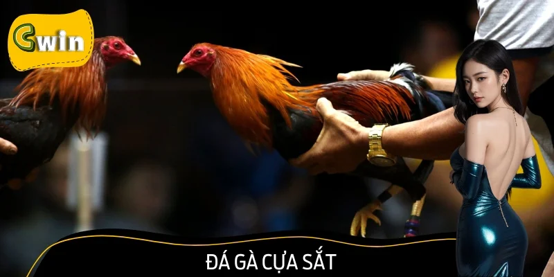 Đá Gà Cựa Sắt: Đỉnh Cao Chọi Kê Kịch Tính Nhất 2025