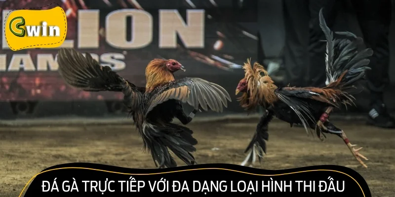 Đá gà trực tiếp với đa dạng loại hình thi đấu