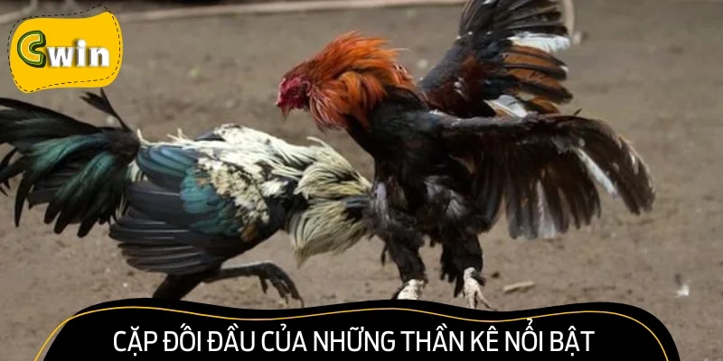 Cặp đối đầu của những thần kê nổi bật