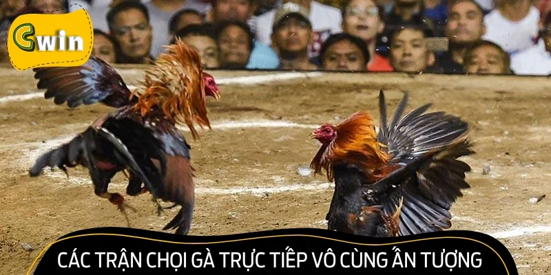 Các trận chọi gà trực tiếp vô cùng ấn tượng