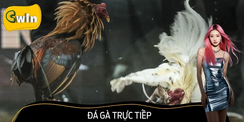 Đá Gà Trực Tiếp: Trải Nghiệm Đỉnh Cao Với Các Trận Rực Lửa